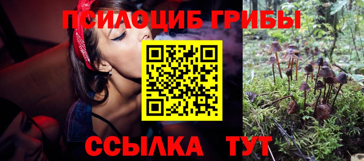 Галлюциногенные грибы Psilocybine cubensis Химки